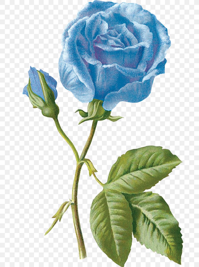 Blue Rose Garden Roses Drawing Flower, PNG, 693x1100px, Blue Rose, Beach Rose, Blue, Cut Flowers, Drawing Download Free