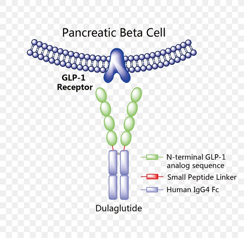 Diabetes Mellitus Type 2 Type 1 Diabetes Glucagon-like Peptide-1 Epidemiology, PNG, 800x800px, Diabetes Mellitus, Bead, Body Jewelry, Brand, Diabetes Mellitus Type 2 Download Free