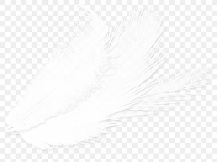 Feather White Drawing Close-up, PNG, 1200x896px, Feather, Black And White, Closeup, Drawing, White Download Free