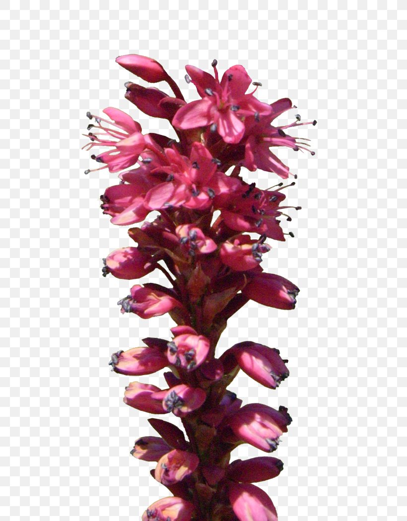 Flower Plant Stem Red, PNG, 720x1050px, Flower, Artificial Flower, Cut Flowers, Flowering Plant, Google Images Download Free