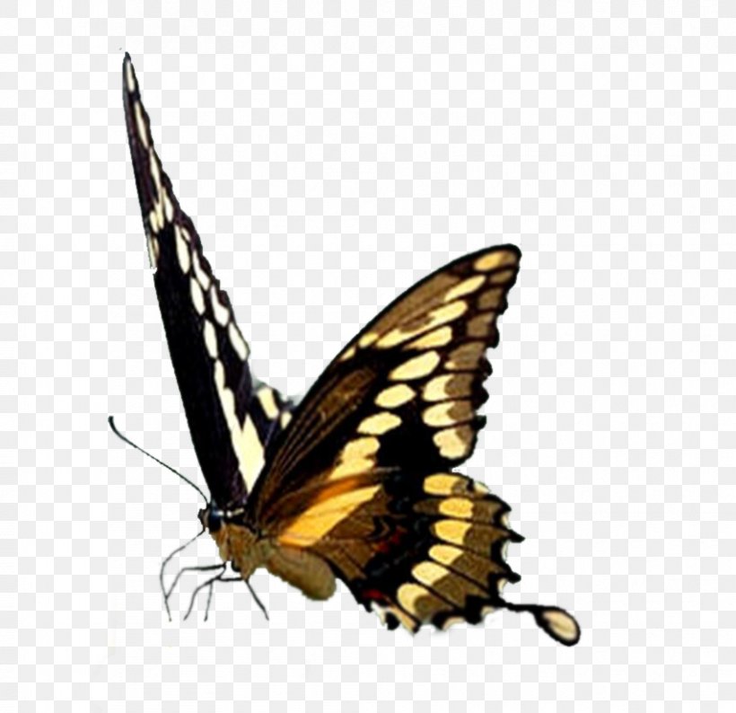 Monarch Butterfly Brush-footed Butterflies Pieridae Gossamer-winged Butterflies, PNG, 853x826px, Monarch Butterfly, Arthropod, Blue Morpho, Brush Footed Butterfly, Brushfooted Butterflies Download Free