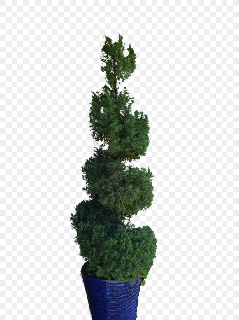 Pine Tree Spruce Fir Flowerpot, PNG, 727x1098px, Pine, Branch, Conifer, Conifers, Evergreen Download Free