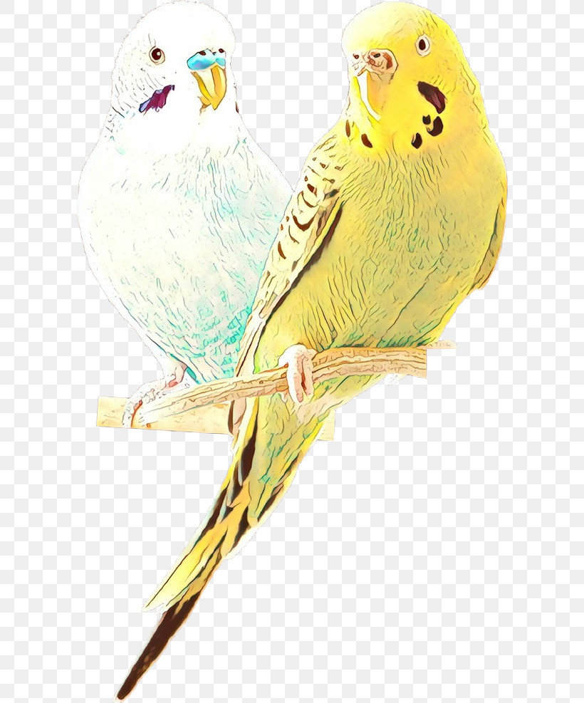 Bird Budgie Parakeet Parrot Beak, PNG, 606x987px, Bird, Atlantic Canary, Beak, Bird Supply, Bird Toy Download Free