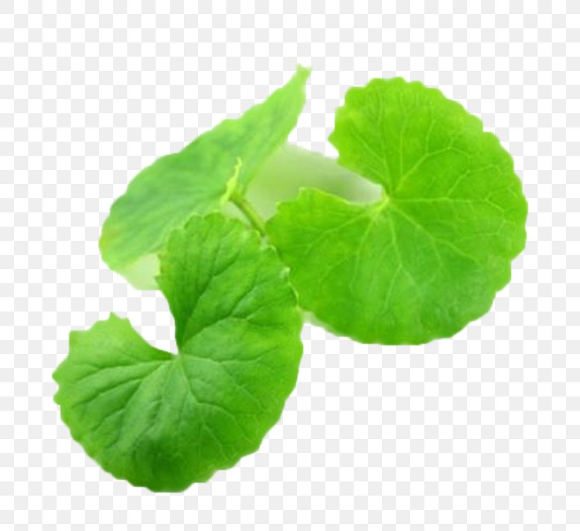 Centella Asiatica Medicinal Plants Skin Leaf, PNG, 750x750px, Centella Asiatica, Annual Plant, Centella, Dietary Supplement, Facial Download Free