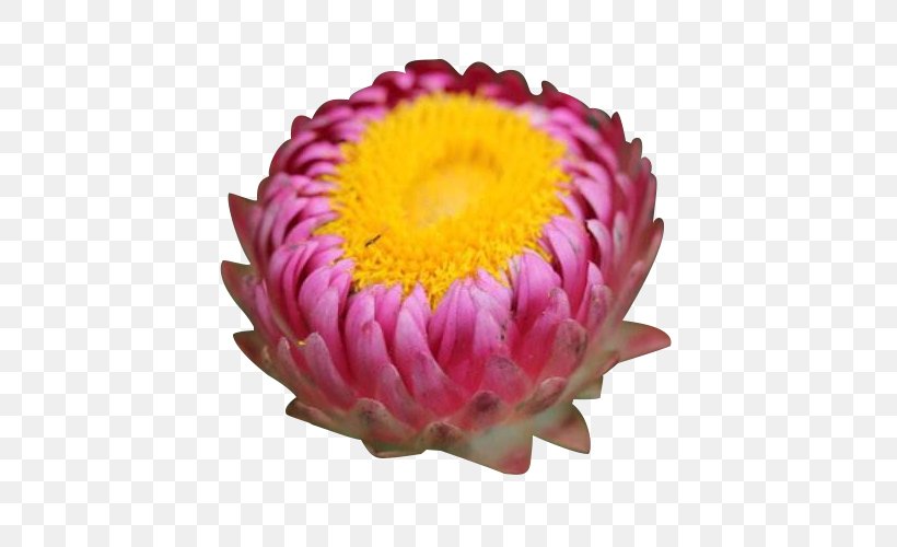 Chrysanthemum Xerochrysum Bracteatum Cut Flowers, PNG, 600x500px, Chrysanthemum, Bract, Bud, Chrysanths, Cut Flowers Download Free