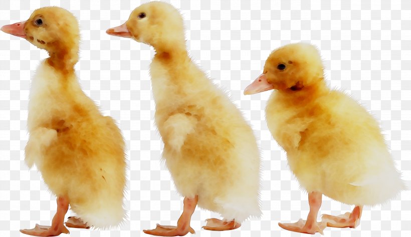 Duck Image OTCMKTS:PMCB Vector Graphics, PNG, 2739x1583px, Duck, Adaptation, Beak, Bird, Ducks Geese And Swans Download Free