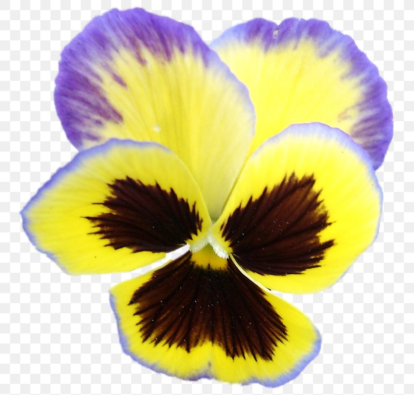 Pansy Flower Clip Art, PNG, 760x782px, Pansy, Archive File, Flower, Flowering Plant, Petal Download Free
