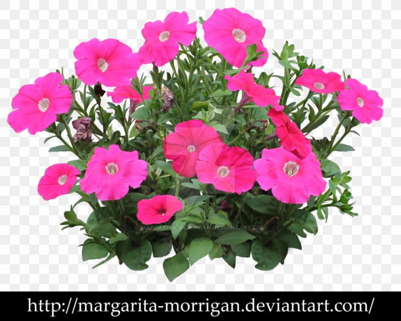 Petunia Vervain Annual Plant Flower Shrub, PNG, 900x720px, Petunia, Annual Plant, Dianthus, Flower, Flower Garden Download Free