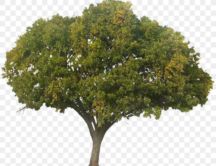 Tree Quercus Suber Plant, PNG, 810x630px, Tree, Architecture, Branch, Oak, Plane Tree Family Download Free
