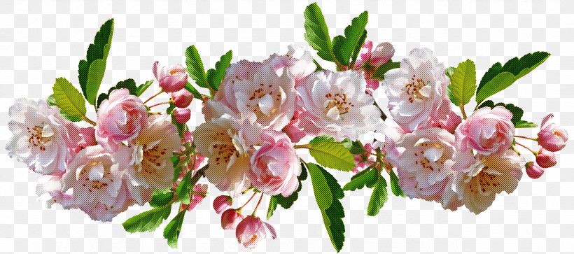 Cherry Blossom, PNG, 2559x1134px, Cherry Blossom, Blossom, Cut Flowers, Floral Design, Floristry Download Free