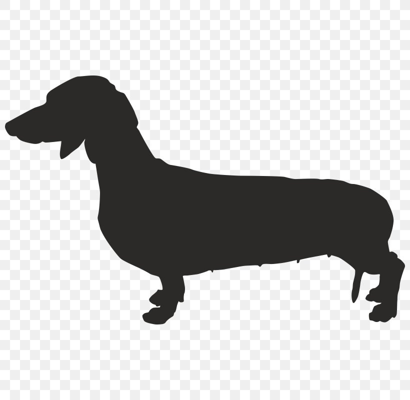 Dachshund French Bulldog Chihuahua Puppy, PNG, 800x800px, Dachshund, Black And White, Carnivoran, Chihuahua, Dog Download Free