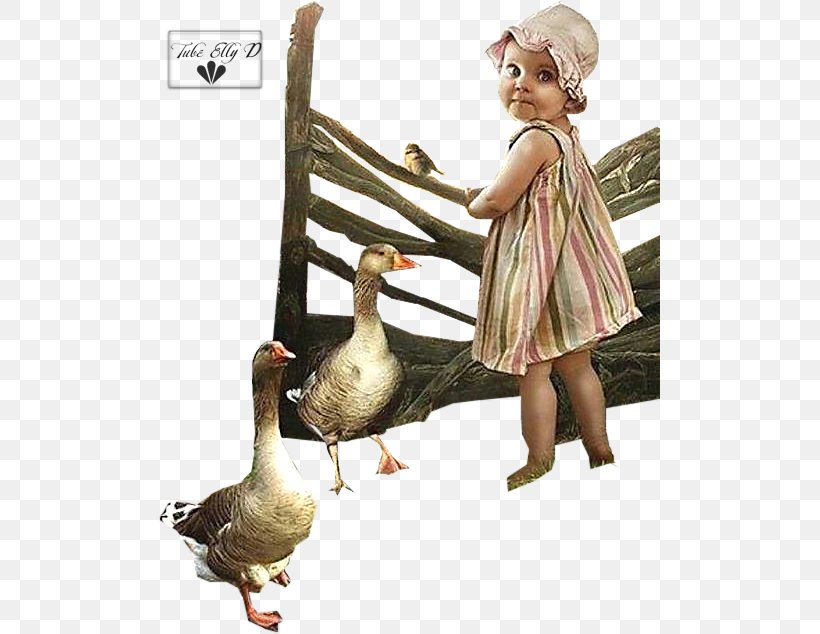 Duck Goose PSP Neck Beak, PNG, 501x634px, Duck, Beak, Bird, Ducks Geese And Swans, Fauna Download Free