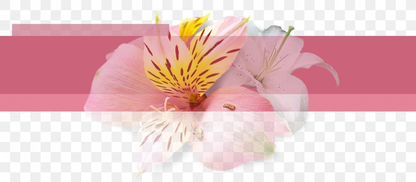 Floral Design Inspector Daya Cut Flowers Senior Inspector Abhijeet, PNG, 900x395px, Floral Design, Aditya Srivastava, Alstroemeriaceae, Blossom, Cid Download Free