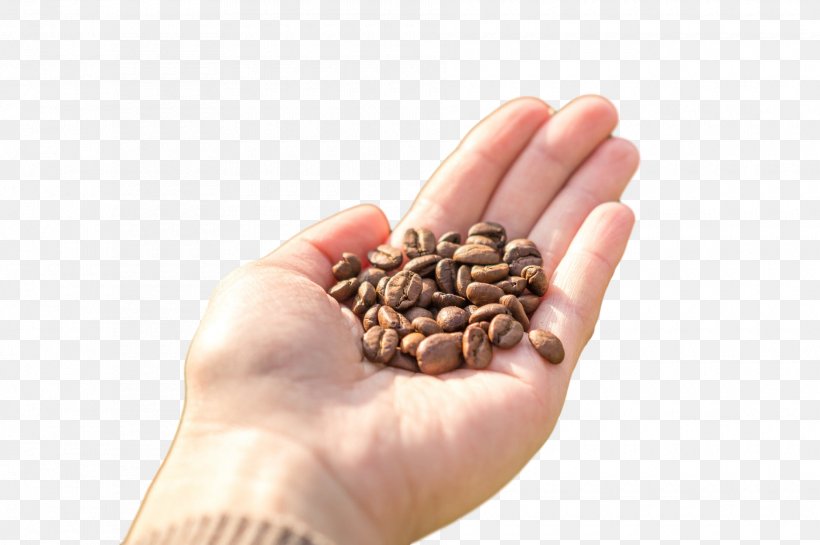 Hand Plant Food Finger Seed, PNG, 1880x1251px, Hand, Finger, Food, Plant, Seed Download Free