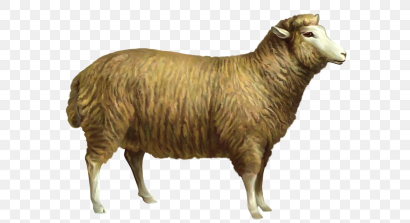 Sheep Goat Cattle Clip Art, PNG, 600x447px, Sheep, Argali, Black Sheep, Blog, Cattle Download Free