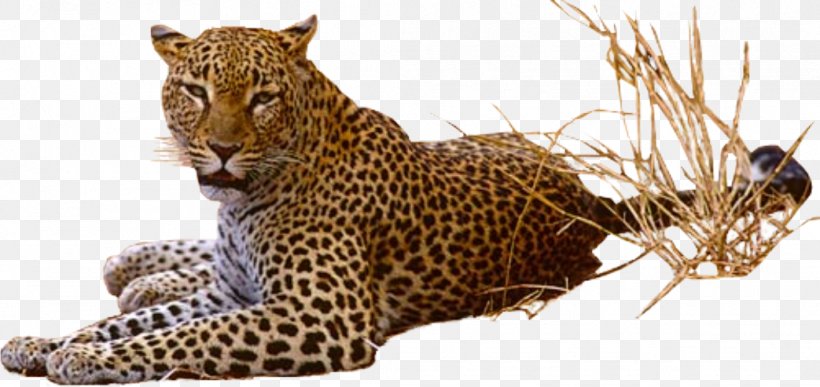Jaguar Clip Art, PNG, 1043x493px, Jaguar, Big Cat, Big Cats, Carnivoran, Cat Like Mammal Download Free