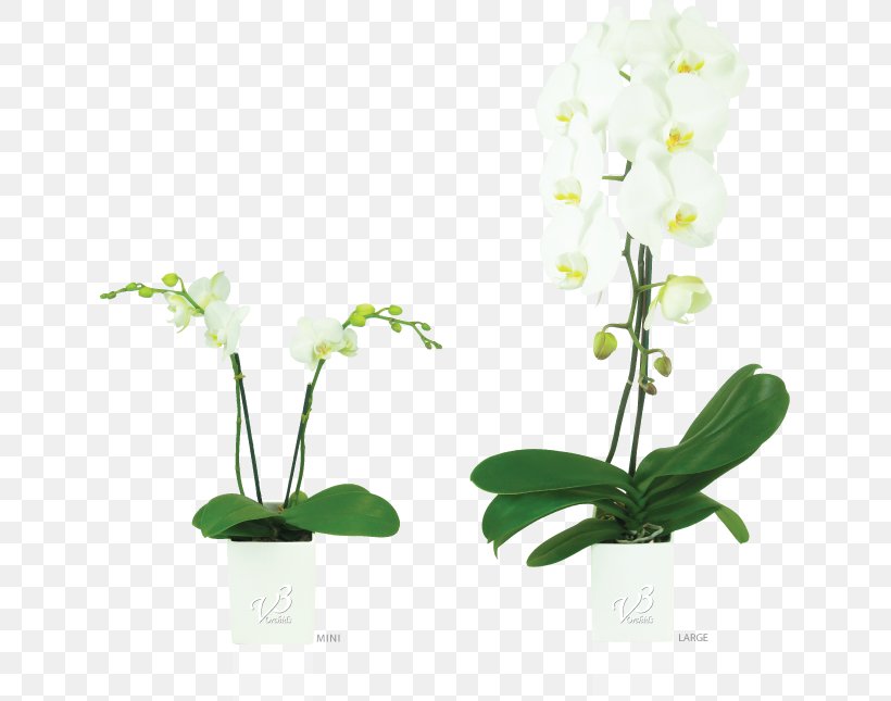 Moth Orchids Floral Design Flowerpot, PNG, 800x645px, Moth Orchids, Artificial Flower, Cut Flowers, Flora, Floral Design Download Free