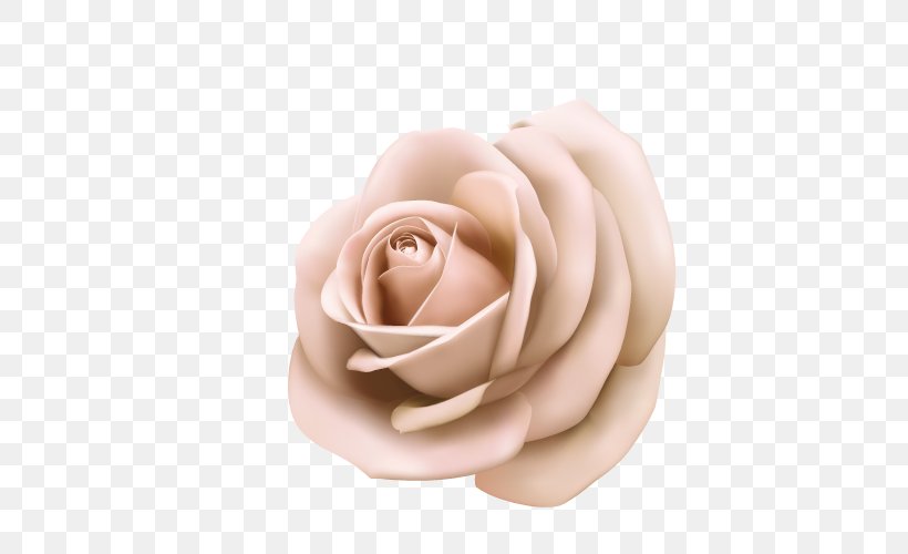 Rose Pink Poster Stock Photography, PNG, 500x500px, Rose, Color, Cut Flowers, Flower, Garden Roses Download Free