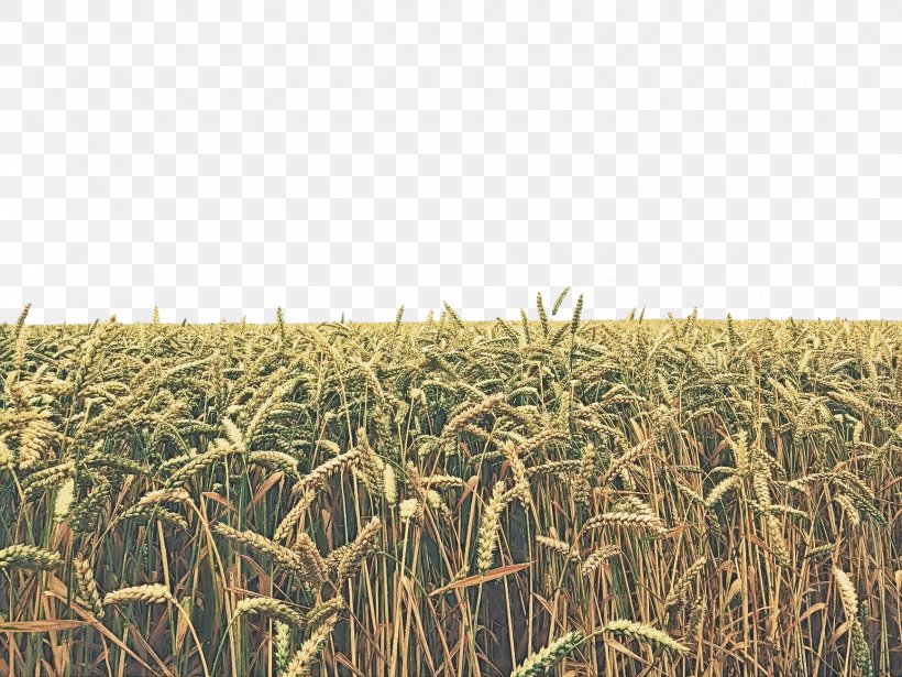 Crop Field Agriculture Cash Crop Plant, PNG, 1733x1300px, Crop, Agriculture, Cash Crop, Field, Grass Download Free