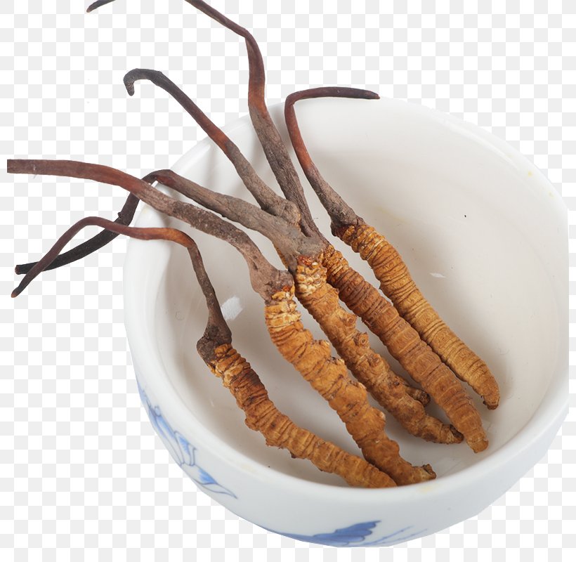 Caterpillar Fungus Traditional Chinese Medicine Cordyceps, PNG, 800x800px, Caterpillar Fungus, Caterpillar, Chinese Herbology, Cordyceps, Crude Drug Download Free
