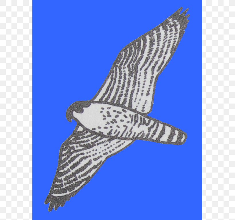 Hawk Eagle Shoe Beak Feather, PNG, 593x765px, Hawk, Accipitridae, Accipitriformes, Beak, Bird Download Free