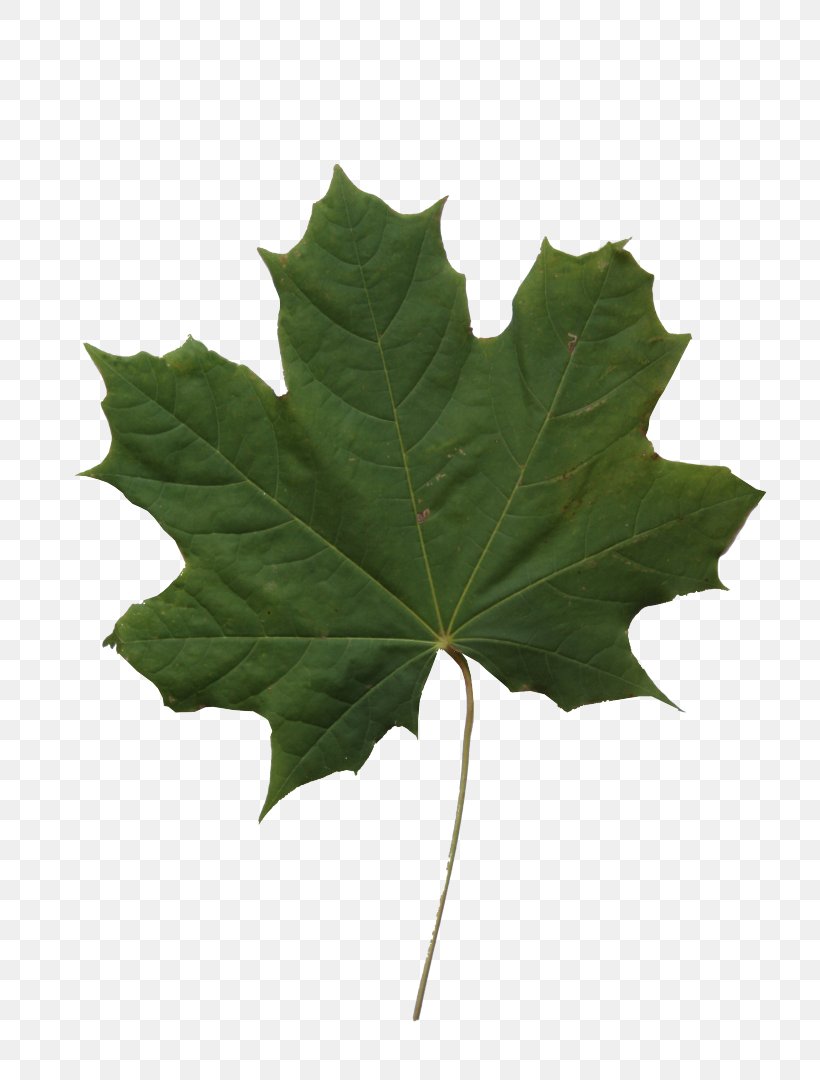 Oak Tree Leaves, PNG, 720x1080px, 3d Computer Graphics, 3d Modeling, Texture Mapping, Alpha Channel, Black Maple Download Free