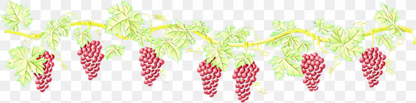 Pink Leaf Plant Fruit Vitis, PNG, 3000x747px, Pink, Fruit, Grape, Leaf, Plant Download Free
