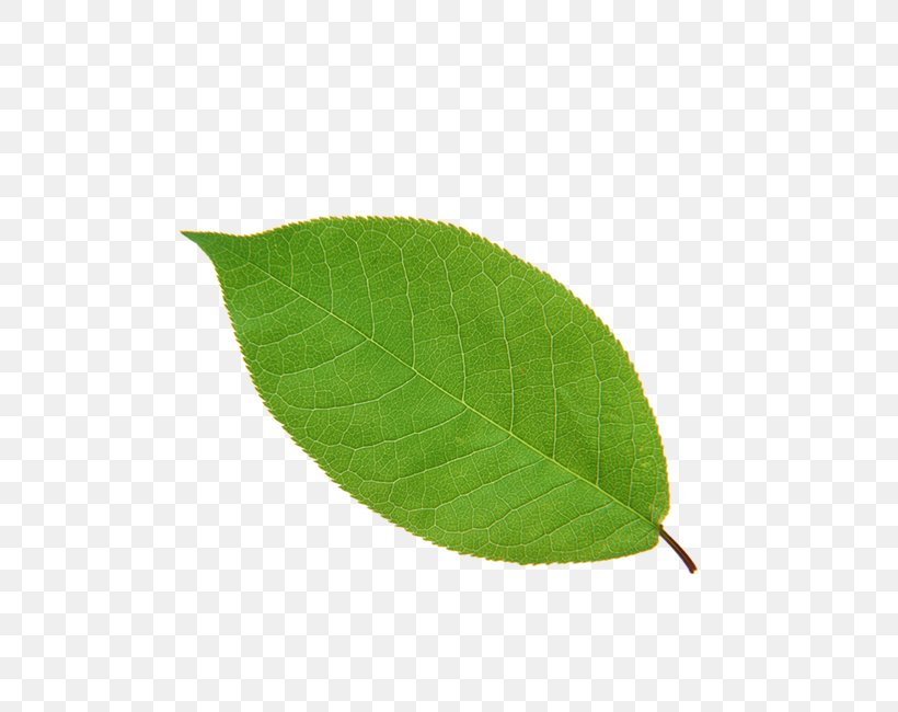 Leaf Apple High-definition Television, PNG, 650x650px, Leaf, Apple, Green, Highdefinition Television, Plant Download Free
