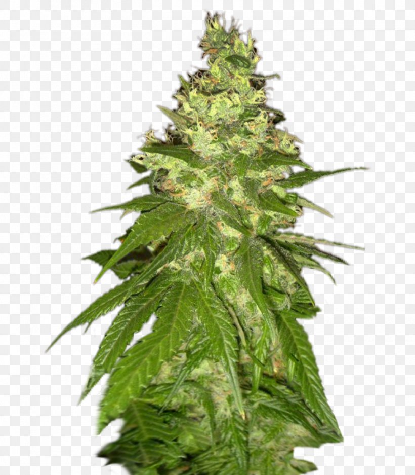 Cannabis Sativa Cultivar Seed Orange Bud, PNG, 1400x1600px, Cannabis, Cannabidiol, Cannabis Sativa, Cultivar, Dutch Download Free
