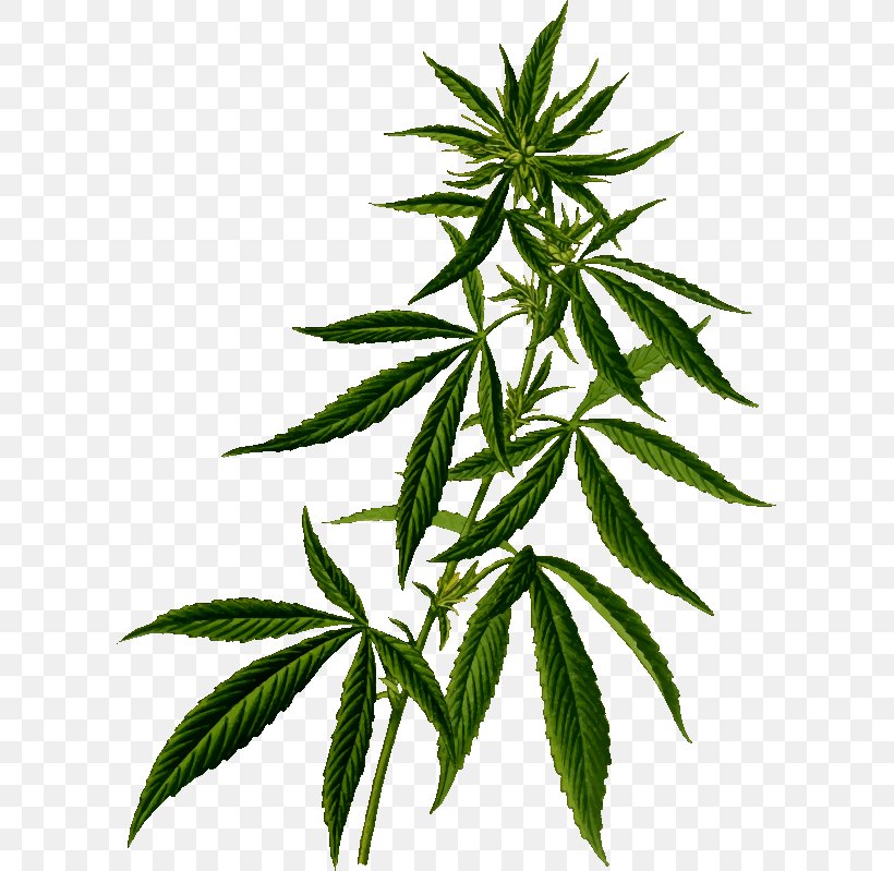Cannabis Sativa Medical Cannabis Plant, PNG, 605x799px, Cannabis Sativa, Cannabis, Cannabis In California, Drawing, Drug Download Free