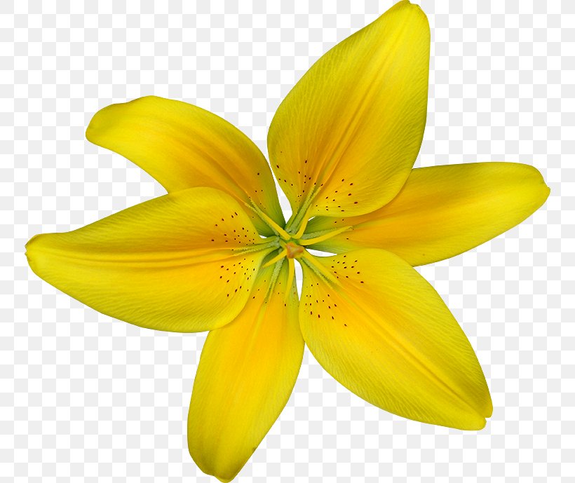 Daffodil Desktop Wallpaper Drawing Clip Art, PNG, 750x689px, Daffodil, Document, Drawing, Flower, Flowering Plant Download Free