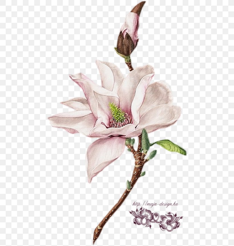 Botanical Illustration Watercolor Painting Behance, PNG, 494x863px, Botanical Illustration, Art, Behance, Blossom, Botany Download Free