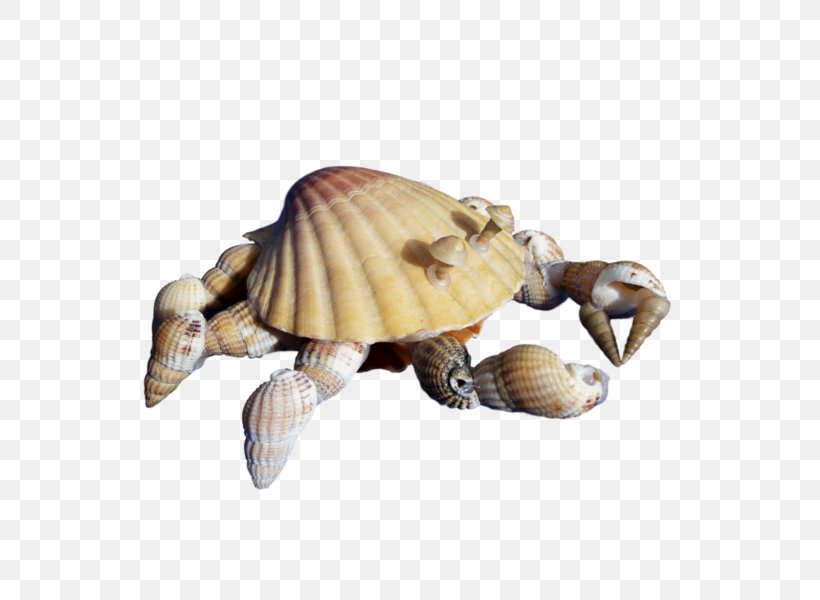 Box Turtles Tortoise .net, PNG, 600x600px, Box Turtles, Blog, Box Turtle, Emydidae, Figurine Download Free