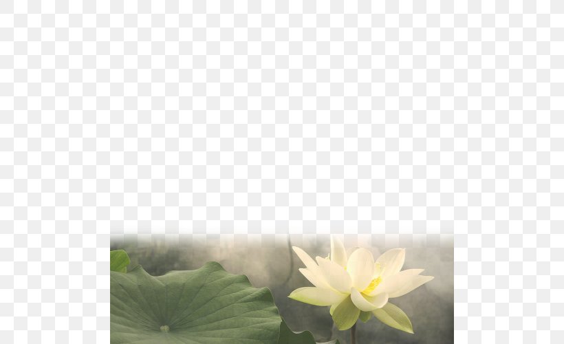 Nelumbo Nucifera Nelumbo Lutea Flower, PNG, 500x500px, Nelumbo Nucifera, Aquatic Plant, Flickr, Flora, Flower Download Free