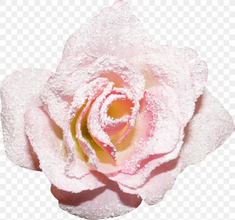 Still Life: Pink Roses Garden Roses Yandex Google Images, PNG, 1024x956px, Still Life Pink Roses, Close Up, Cut Flowers, Flower, Flowering Plant Download Free