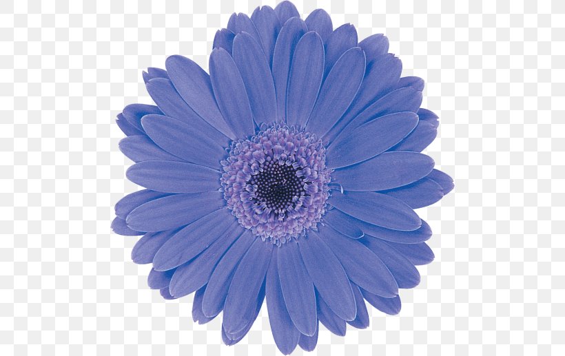 Transvaal Daisy Flower Green Color Perri Farms Wholesale, PNG, 500x517px, Transvaal Daisy, Aster, Blue, Brown, Chrysanthemum Download Free