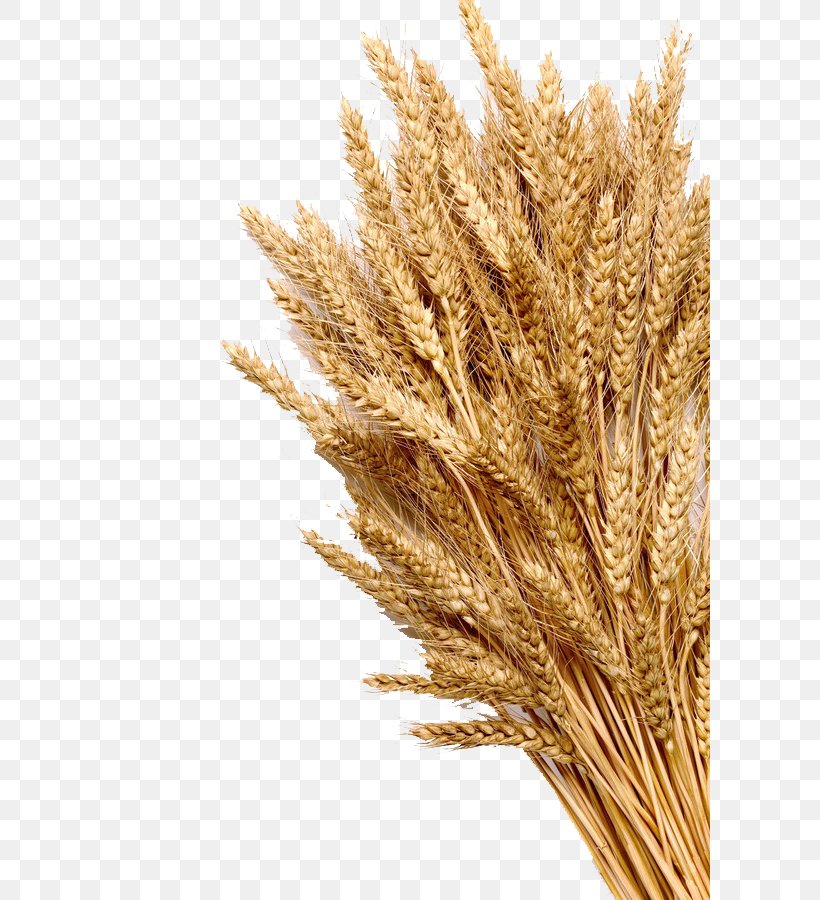 Wheat Ear Cereal Whole Grain Stock Photography, PNG, 600x900px, Wheat, Cereal, Cereal Germ, Commodity, Crop Download Free