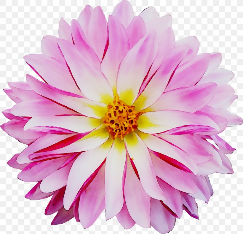 Dahlia Chrysanthemum Cut Flowers Pink M Annual Plant, PNG, 1510x1456px, Dahlia, Annual Plant, Artificial Flower, Aster, Asterales Download Free