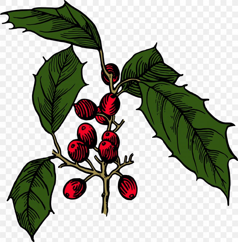 Holly Shrub Branch Clip Art, PNG, 2358x2400px, Holly, Aquifoliaceae, Aquifoliales, Artwork, Branch Download Free