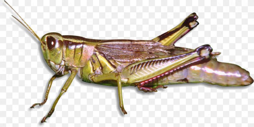 Insect Grasshopper Longman Dictionary Of Contemporary English Arthropod, PNG, 1150x578px, Insect, Arthropod, British English, Cricket, Cricket Like Insect Download Free