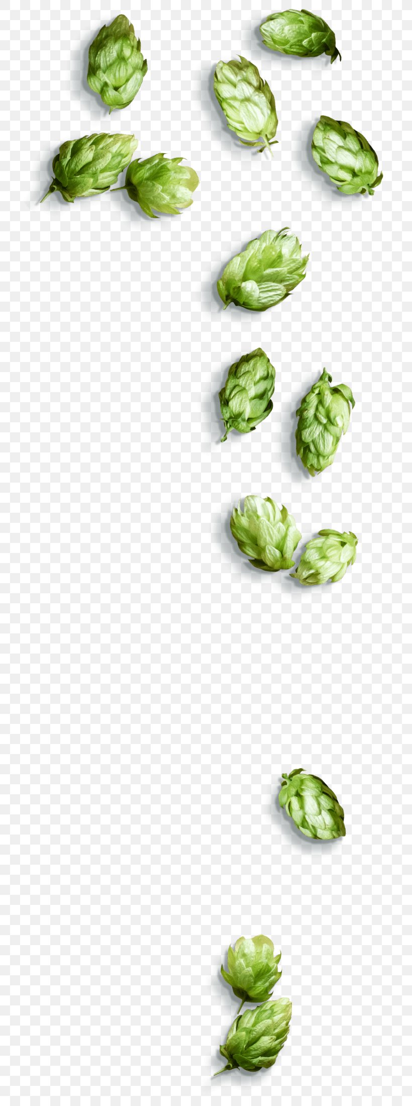 Vegetables Cartoon, PNG, 754x2200px, Hops, Beer, Brewery, Brussels Sprout, Budweiser Download Free