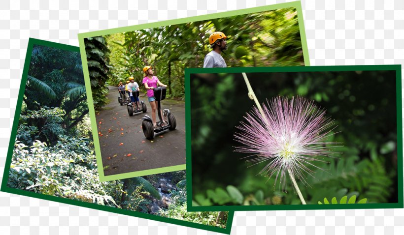 World Botanical Gardens Zip-line Mauna Kea, PNG, 1000x583px, World Botanical Gardens, Botanical Garden, Botany, Ecosystem, Flora Download Free