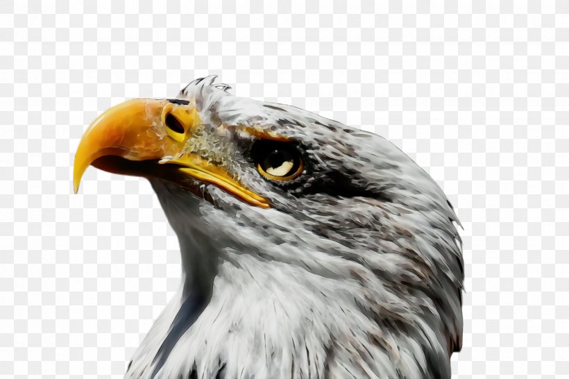 Bird Beak Bird Of Prey Eagle Accipitridae, PNG, 2448x1632px, Watercolor, Accipitridae, Bald Eagle, Beak, Bird Download Free