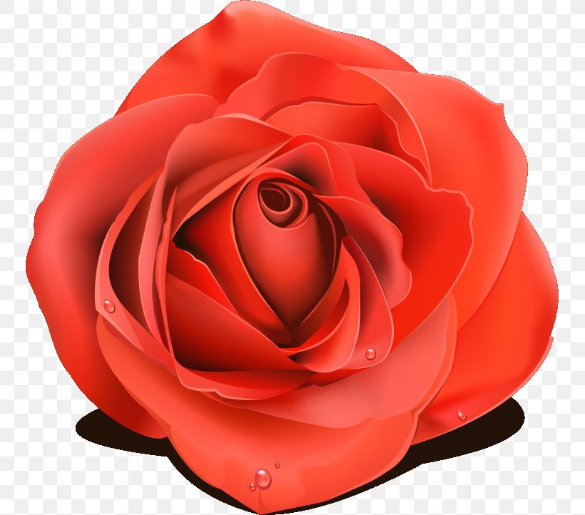 Garden Roses Beach Rose China Rose Sticker Clip Art, PNG, 747x722px, Garden Roses, Beach Rose, Blue Rose, China Rose, Cut Flowers Download Free