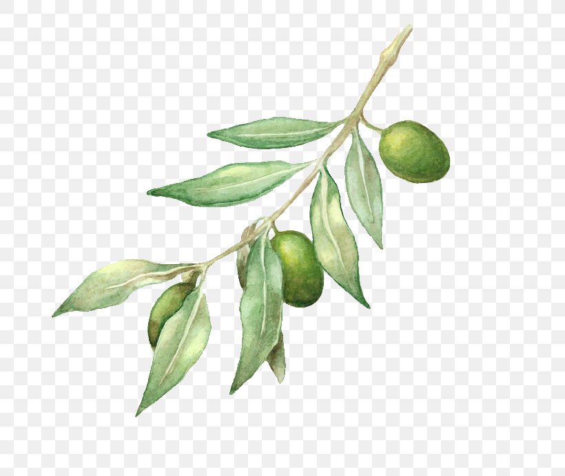 Olive Oil Olive Branch Drawing, PNG, 692x692px, Olive Oil, Branch