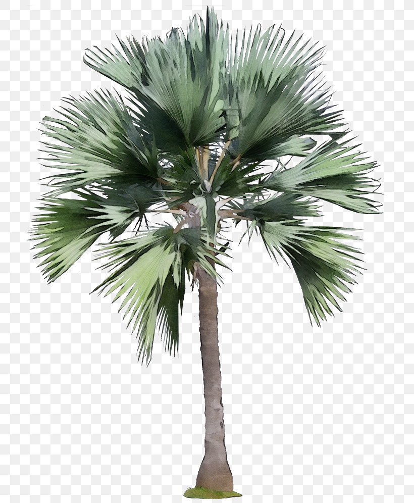 Palm Tree, PNG, 726x996px, Watercolor, Arecales, Borassus Flabellifer, Desert Palm, Paint Download Free