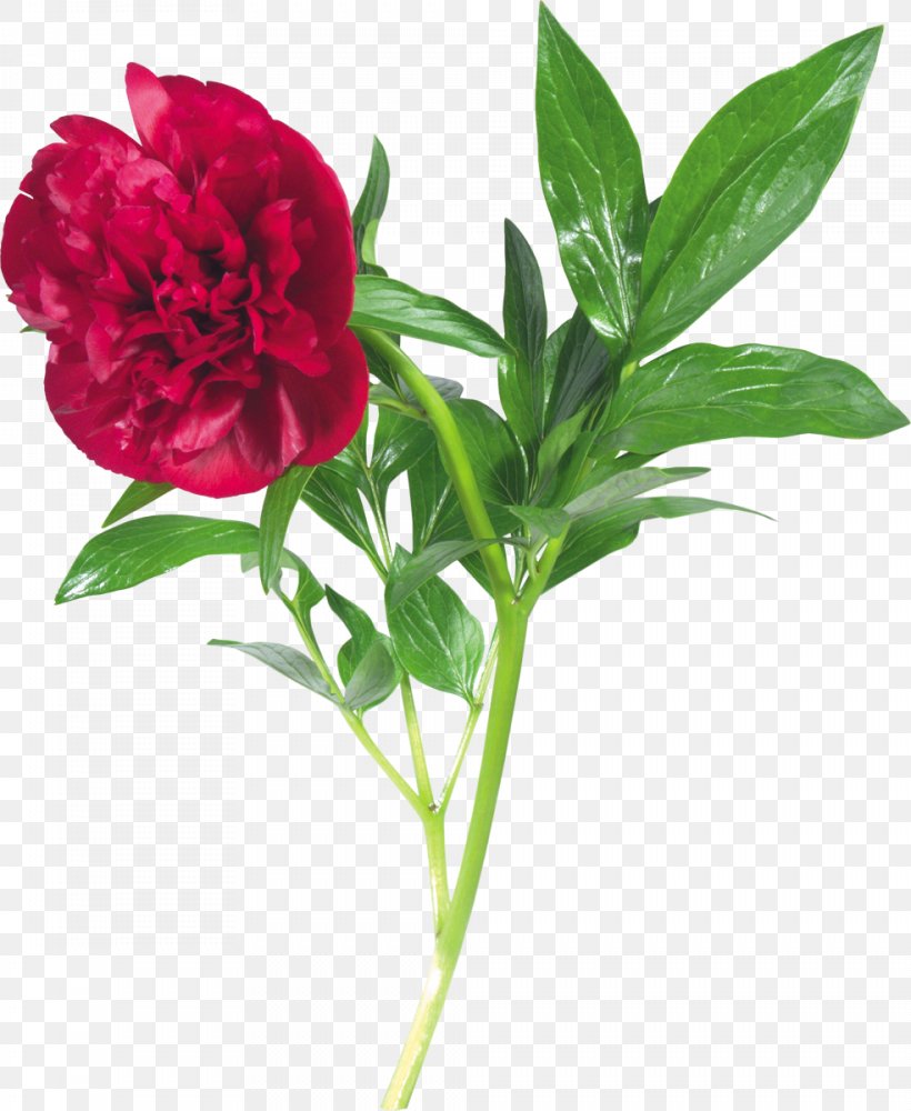 Peony Flower Clip Art, PNG, 984x1200px, Peony, Annual Plant, Carnation, Cut Flowers, Flower Download Free