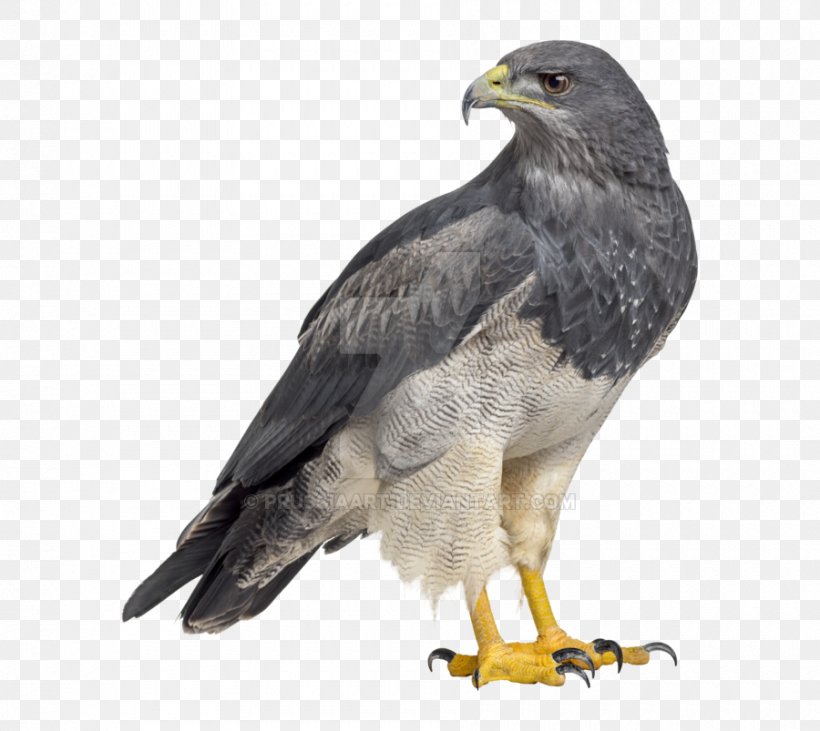 Bald Eagle Black-chested Buzzard-eagle Bird Of Prey, PNG, 900x803px, Bald Eagle, Accipitridae, Accipitriformes, Beak, Bird Download Free