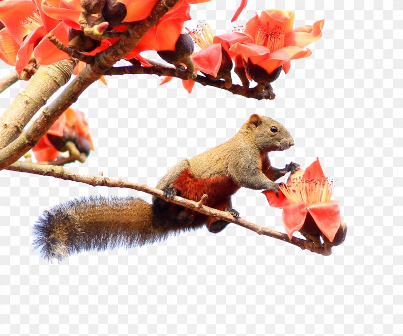 Bombax Ceiba Kapok Tree Chipmunk Squirrel, PNG, 1200x1001px, Bombax Ceiba, Bombax, Ceiba, Chipmunk, Cotton Download Free