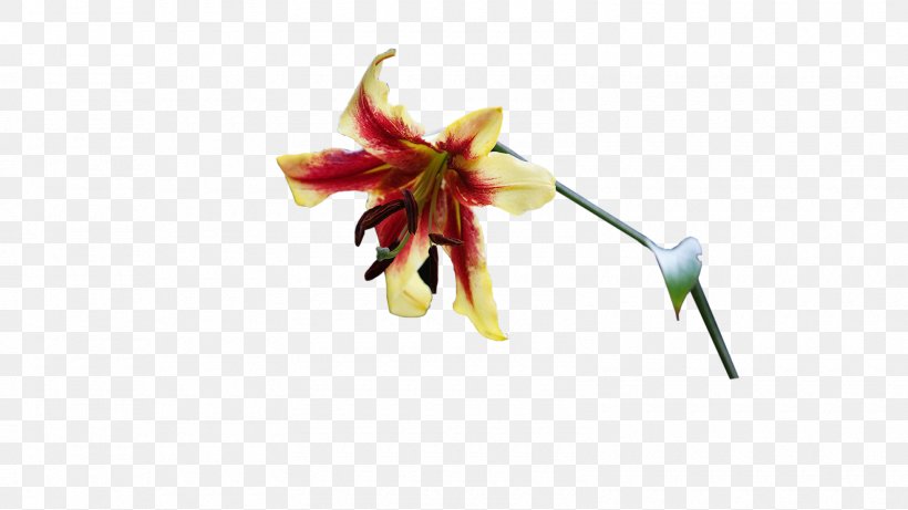 Cut Flowers Plant Stem Petal, PNG, 1600x900px, Flower, Cut Flowers, Flora, Flowering Plant, Petal Download Free